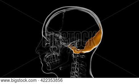 Human Skeleton Skull Occipital Bone Anatomy For Medical Concept 3d Illustration