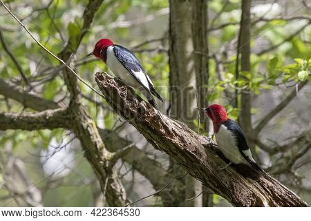 Red-headed Woodpecker, Birds In Spring In The Park During Nesting