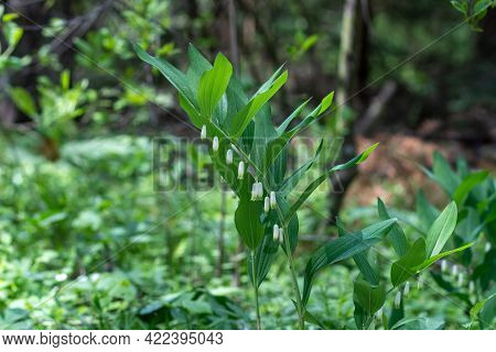 Perennial Herbaceous Plant Kupena Polychlorum Polygonatum Multiflorum, Asparagus Family Asparagaceae