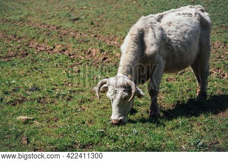 White Cow With Quiff On A Green Pasture In Spring
