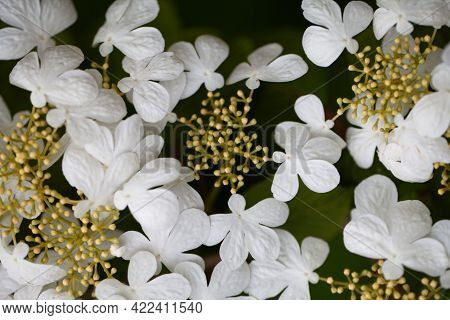 Japanese Snowball Flowers, Viburnum Plicatum