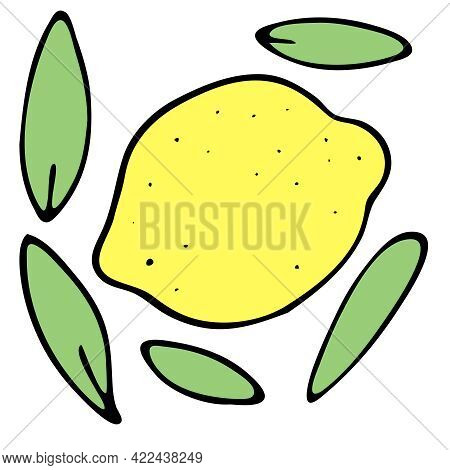 Yellow Lemon Fruit And Leaves, Vector Color Doodle Element With Black Outline