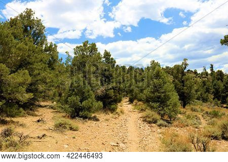Hiking Trail On An Alpine Plateau Surrounded By A Pinyon Pine Forest Taken On The Pacific Crest Trai