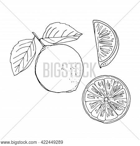 Lime Vector Drawing Vector Photo (Free Trial) Bigstock