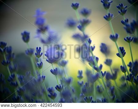 Lavender Flowers Field. Soft focus bokeh background