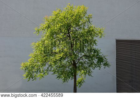 It Sprouts Bronze-pink, Has A Fresh Green Color In Summer And Turns Fiery Orange In Autumn And Then 