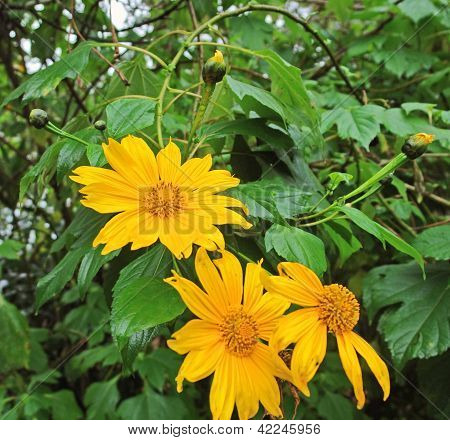 Orange blomster i Uganda