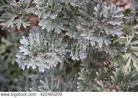 Wormwood Against Background. Leaves From Wormwood Used Like Medicinal Plant.