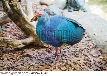 Sultanka (lat. Porphyrio Poliocephalus) Blue With A Red Tuft Stands On The Ground Against The Backgr