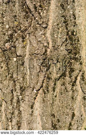 Boxelder Maple Bark Detail - Latin Name - Acer Negundo