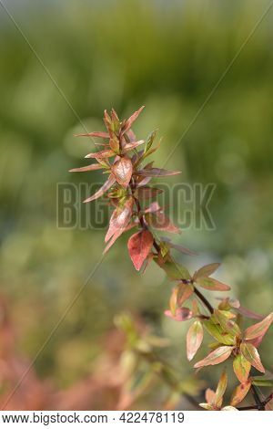 Abelia Kaleidoscope Leaves - Latin Name - Abelia X Grandiflora Kaleidoscope