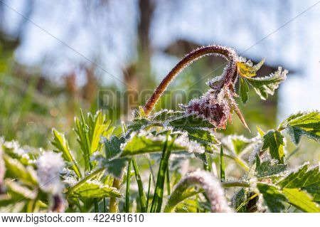 Morning Frosts In Early Spring And Frozen Paske Flower At Dawn In The Frost. Close-up Of Selective F