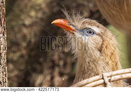 Portrait Of The Head Of A Beautiful Bird Seriema Red-billed