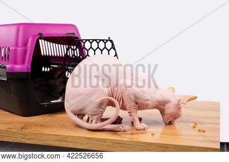 Domestic Sphinx Cat Eats Dry Nutritious Food In Granules. Cat Eating Dry Nutritious Food In Granules