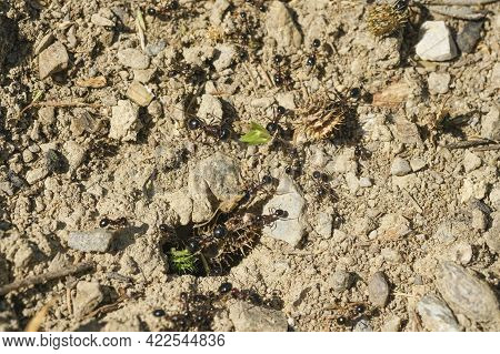 Macro View Of Black Ants Hill Working On Ground Nest, Animal Insect Wildlife