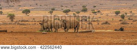Pannorama Of Three Black Rhino At The Savanna In Namib Desert In Namibia.