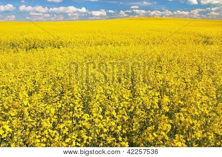 ฟิลด์ของเรพซีดกับเมฆสวยงาม - โรงงานผลิตพลังงานสีเขียว