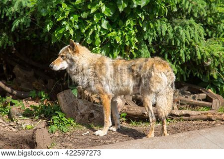 The European Wolf (lat. Canis Lupus) Stands On The Ground And Looks Into The Bushes Against The Back