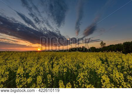 Sunset Over The Field. Extended Shadows, Little Noise, And A Shallow Depth Of Field.