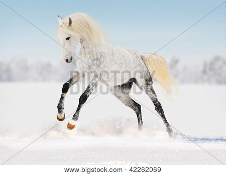 arab horse runs free in the winter