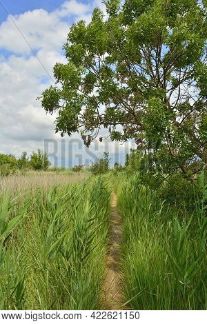 A Small Footpath In The Wetlands Of Isola Della Cona In Friuli-venezia Giulia, North East Italy