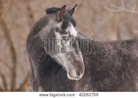 Portrait of dappled horse at sunny winter day