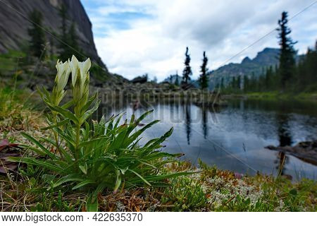 Russia. Eastern Sayans. Blooming Gentian Cold (gentiana Algida) On The Shore Of A Mountain Lake In T