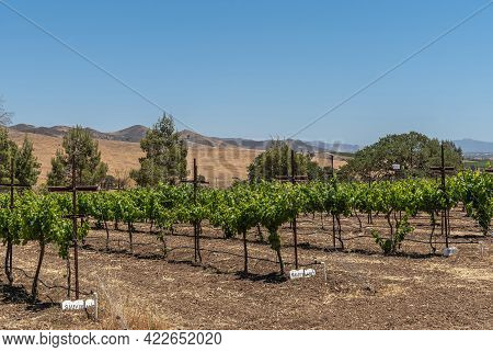Santa Inez, Ca, Usa - April 3, 2009: San Lorenzo Seminary. Rows Of Green Young Sauvignon Blanc Vines