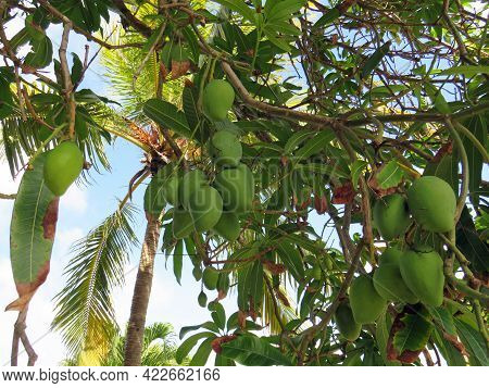 Green Fruit On Tropical Tree In The French West Indies. Fruits And Healthy Food In Their Natural Sta