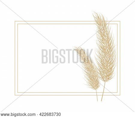 Pampas Dry Grass Frame. Branch Of Pampas Grass. Panicle, Feather Flower Head. Vector Illustration