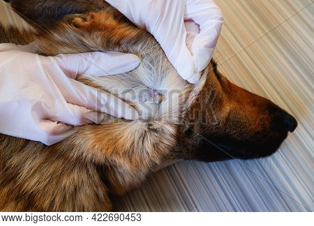 Acarus. Parasite. German Shepherd Dog Was Bitten By A Tick. At The Vet's Appointment. We Remove The 