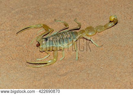 Shield Tailed Scorpion (apistobuthus Pterygocercus) In The Middle East On The Sand At Night. (side V