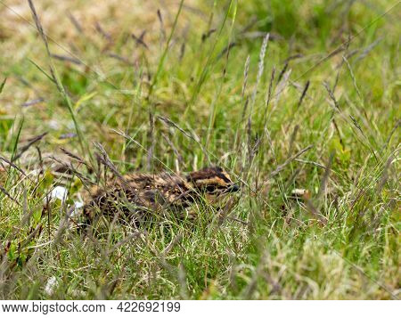 Red Grouse Chicks (lagopus Lagopus) Hiding In Deep Heather On A Grouse Moor.