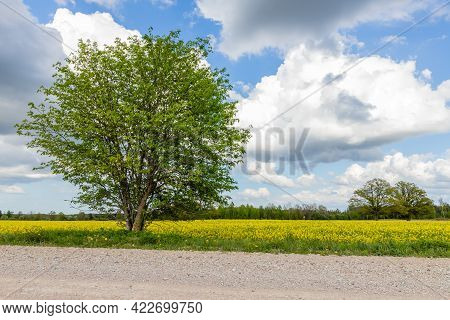 Low Angle View Of Big Rowan Tree Between Gravel Road And Yellow Rapeseed Field, Two Other Trees, For