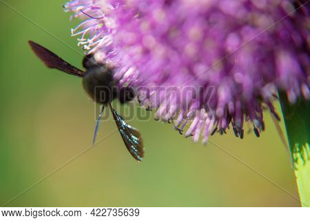 Wild Beauty Flower Allium Echinops Thistle With Bee Blooming In Field. Nature Consisting Of Bee On B