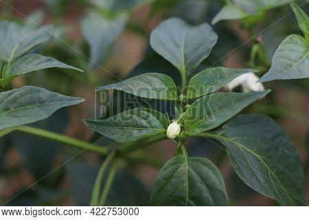 Green Colored Chili On Tree