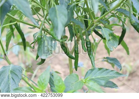 Green Colored Chili On Tree