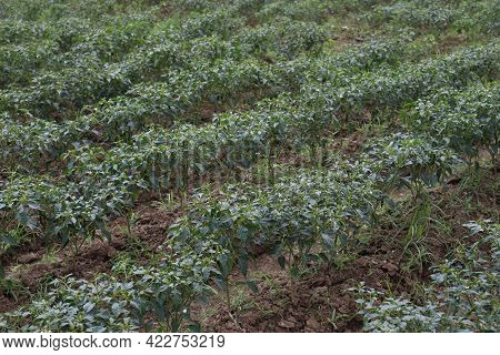 Green Colored Chili Tree Firm