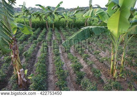 Green Colored Chili Tree Firm