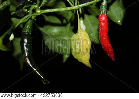 Red Colored Hot Chili On Tree