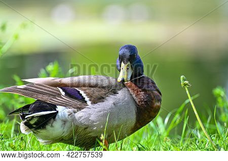 Mallard In Grass Near Pond In Park