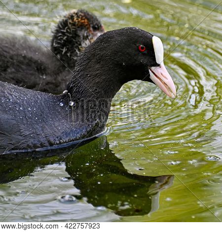 Adult And Young Coot In Lake Park