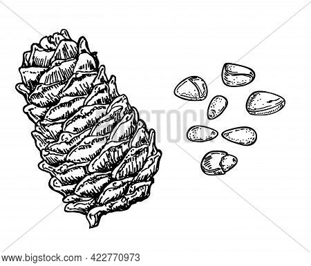 Ink Sketch Of Pine Nut. Pine Nuts And Cedar Cone. Hand Drawn Vector Illustration Isolated On White B