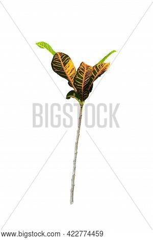 Codiaeum Variegatum (garden Croton Or Variegated Croton) Foliage With Flowers, Croton Leaves On Bran
