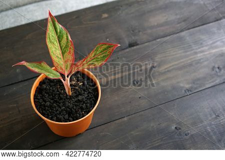 Aglaonema Red Lipstick Or Chinese Evergreen Plant Or Aglaonema Siam Aurora Can Be Used As Decoration