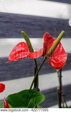 Anthurium Schott