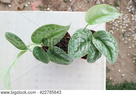 Satin Pothos, Silver Hilodendron Or Scindapsus Pictus Hassk Or Argyreus Plant