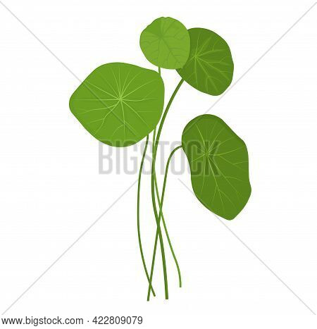 Gotu Kola Vector Stock Illustration. Centella Asiatica Is A Medicinal Plant. Herbs Help To Heal Infl