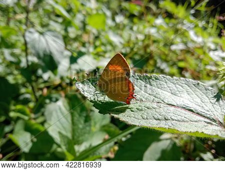 Beautiful Himalayan Red Flash Or Rapala Selira Butterfly On A Leaf.