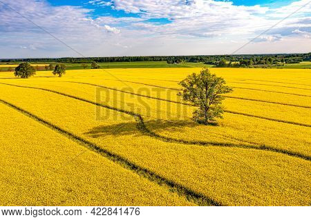 Green Trees In The Middle Of A Large Flowering Yellow Repe Field, View From Above